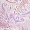 Pastel Paisley