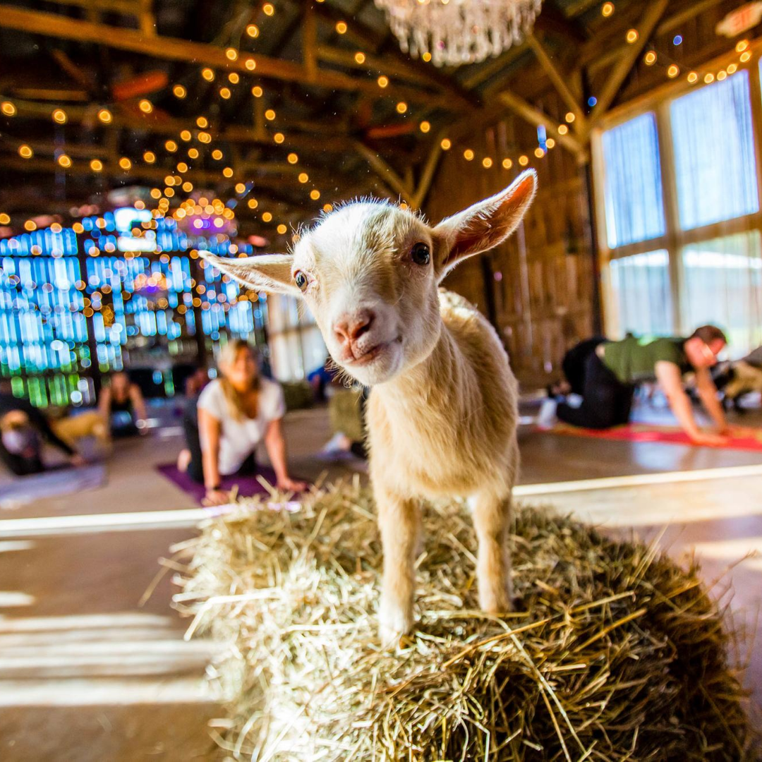 Goat Yoga: What is it, And Why You Should Try it!